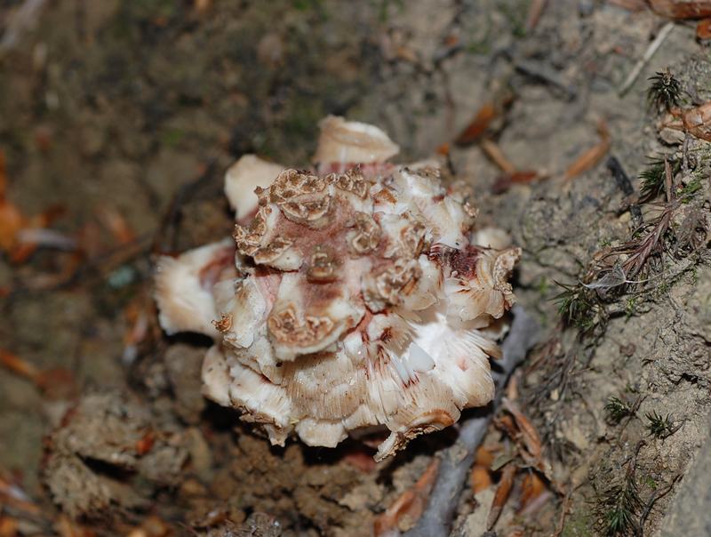 Amanita rubescens?